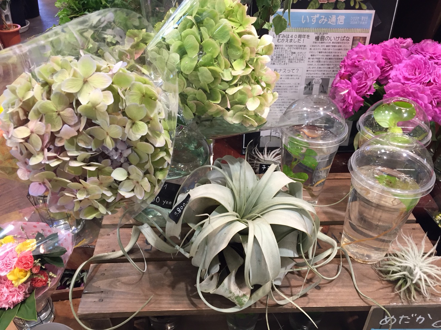 楠新聞『花便り』